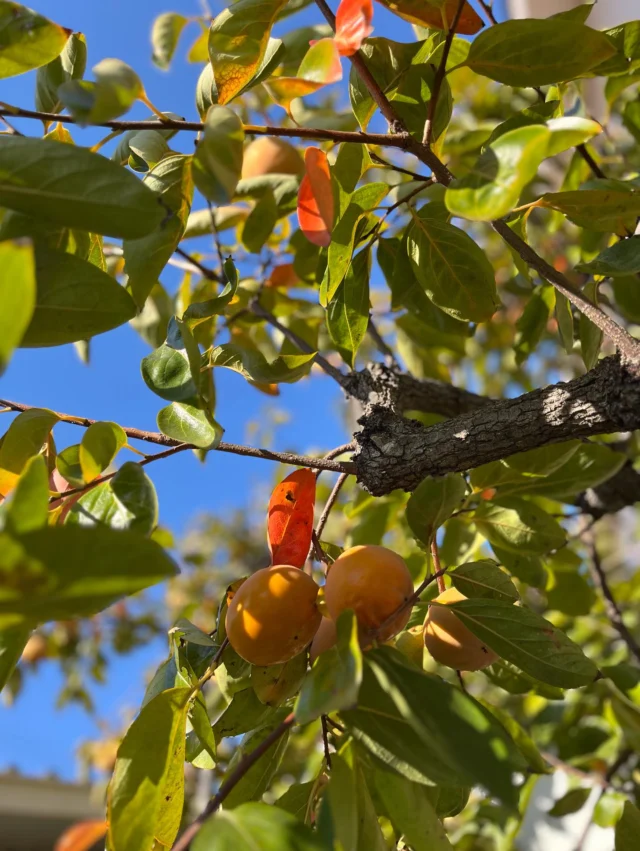 10月30日
せいりょう園には秋の便りが続々と届いています🍁✨
柿やザクロが食べ頃を迎えています😋
もう少ししたら、カリンも美味しそうな色になりますよ♪
せいりょう園は果樹がたくさんあるので、是非覗きに来てくださいね🤗
でも、熊さんは来ないでね！😱
⚠️🐻⚠️

#特別養護老人ホーム
#社会福祉法人はりま福祉会
#日の出医療福祉グループ
#せいりょう園 #介護 #介護士 #介護職
#介護の仕事 #介護施設 #介護業界
#看護師 #看護職 #兵庫県 #加古川市#秋の果物#秋#熊